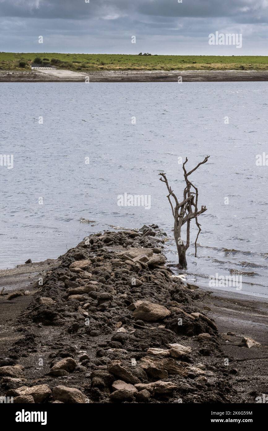 I resti di un albero morto esposti dal calo dei livelli di acqua causato da condizioni di siccità gravi al lago Colliford Reservoir su Bodmin Moor in Cornovaglia Foto Stock