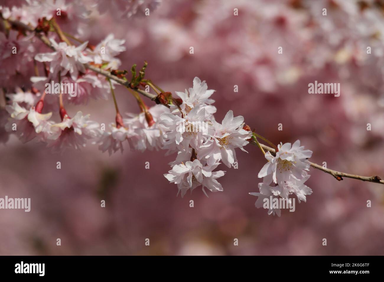 Fiori di ciliegio rosa su un gambo in primavera Foto Stock