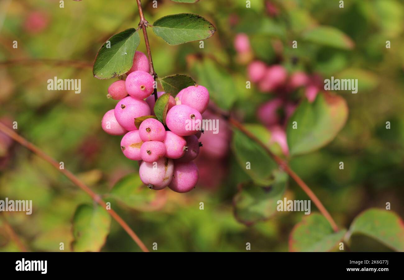 Pink Snowberry o Symphoricarpos doorenbosii "madre della perla" in frutta a settembre Foto Stock