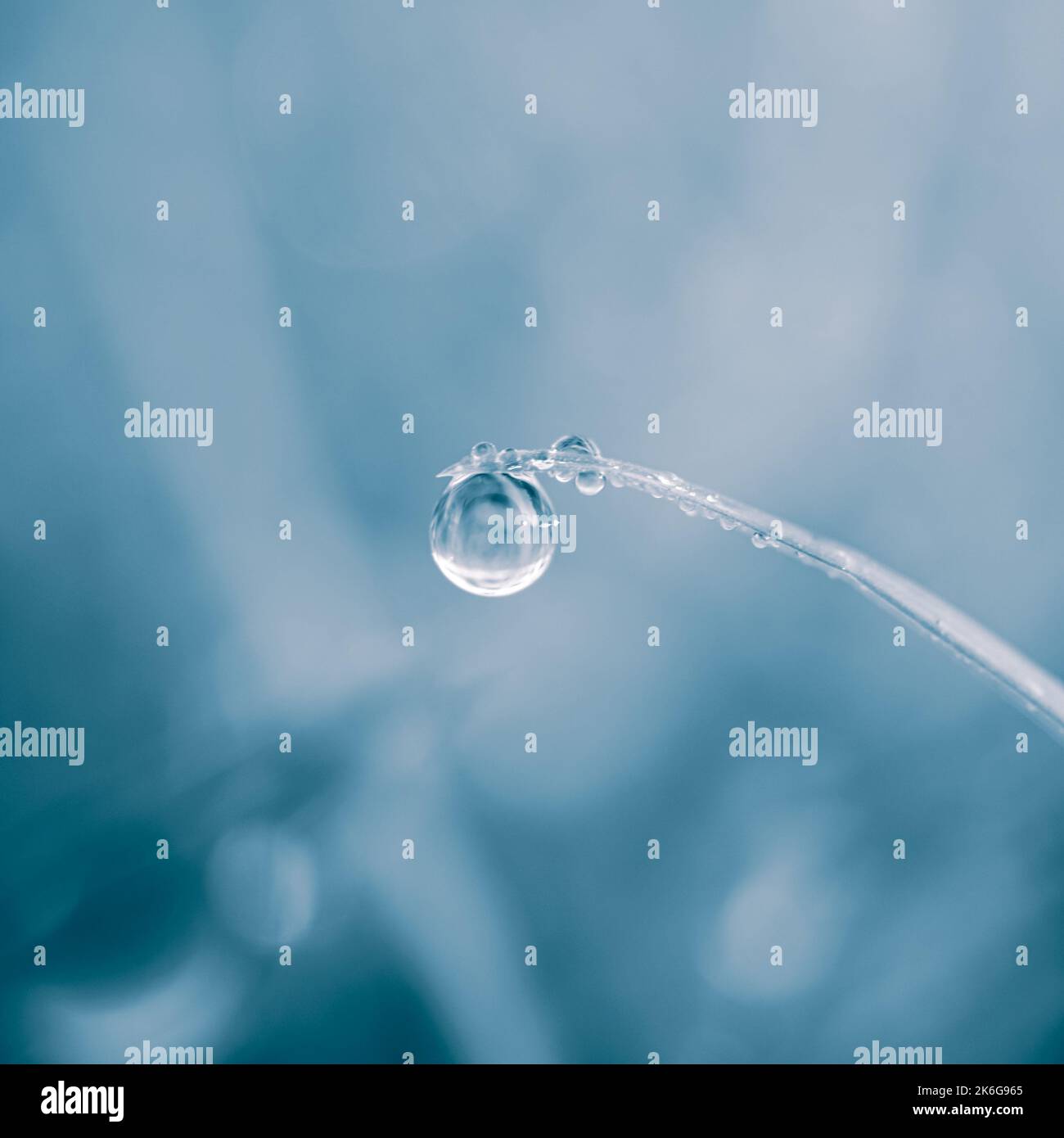 goccia d'acqua sulla foglia d'erba nei giorni di pioggia in autunno, sfondo blu Foto Stock