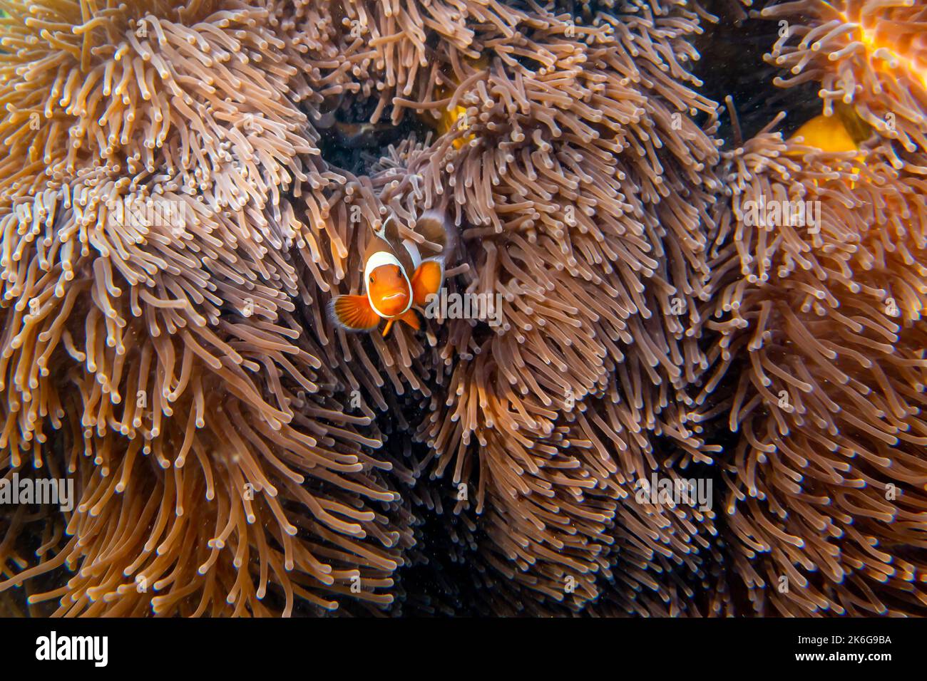 Il pesce pagliaccio (nome latino Amphiprion ocellaris) vicino alla barriera corallina in mare, a Ko Lipe isola, Thailandia. Il pesce vive in relazione simbiotica con l'ano Foto Stock