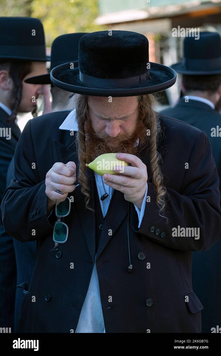 Preparandosi per Sukkos, un ebreo ortodosso ispeziona un esrog per essere sicuro che sia privo di imperfezioni. Su Lee Ave. A Williamsburg, Brooklyn, New York. Foto Stock