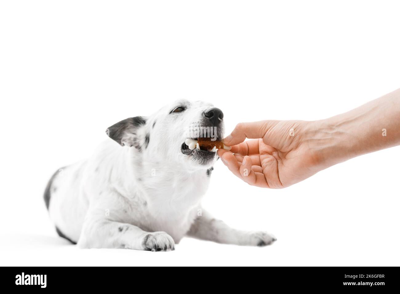 Primo piano scatto di un carino cane bianco e nero sdraiato, mordente su un cane trattare in una forma di osso dalla mano del proprietario. Isolato su bianco. Foto Stock
