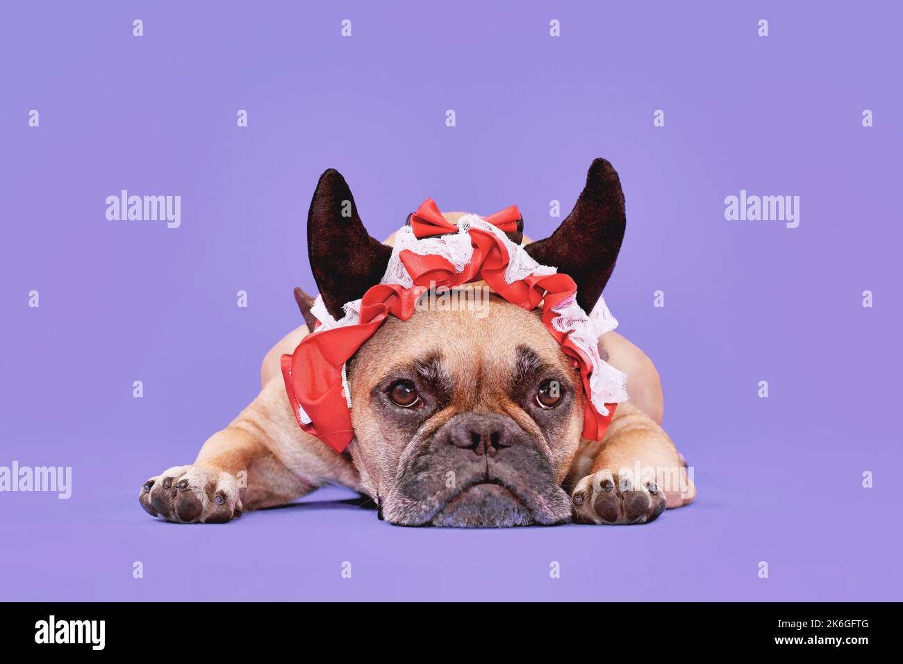 Cane Bulldog francese con fascia rossa con corno di Halloween con nastro su sfondo viola Foto Stock
