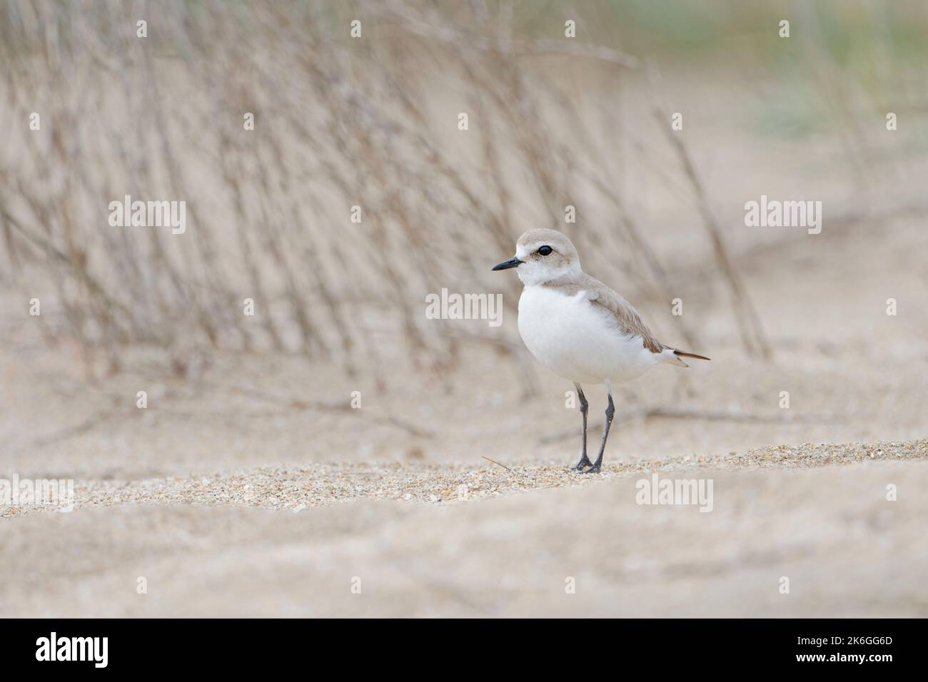 kentish plover (charadrius alexandrinus) donna che guarda e cerca cibo sulla riva. Baie mont Saint Michel, Manica, Normandie, Francia. Foto Stock