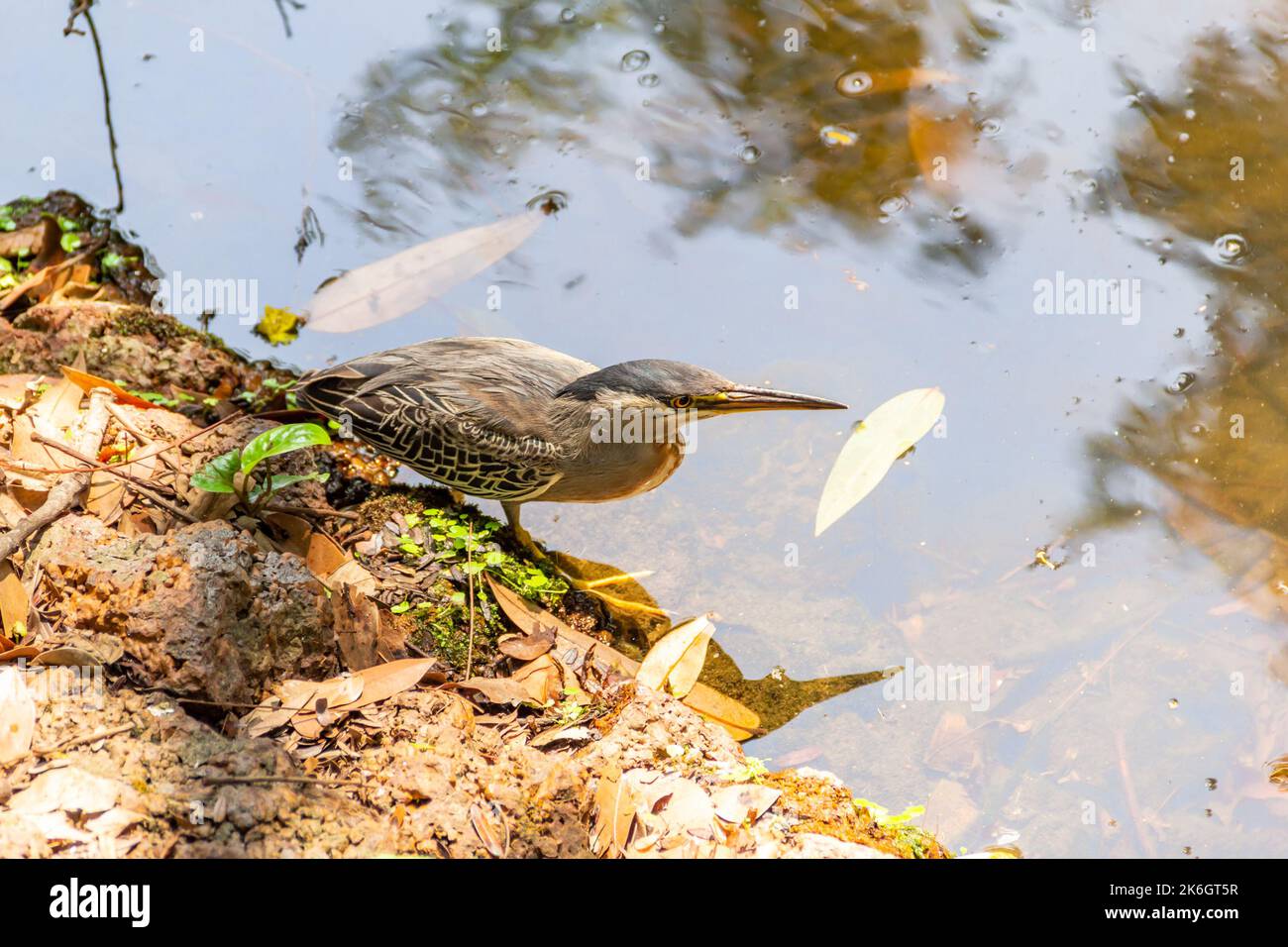 Goiânia, Goias, Brasile – 09 ottobre 2022: Un airone striato sulle rocce ai margini di un lago per pescare per cibo. (Borbone) Foto Stock