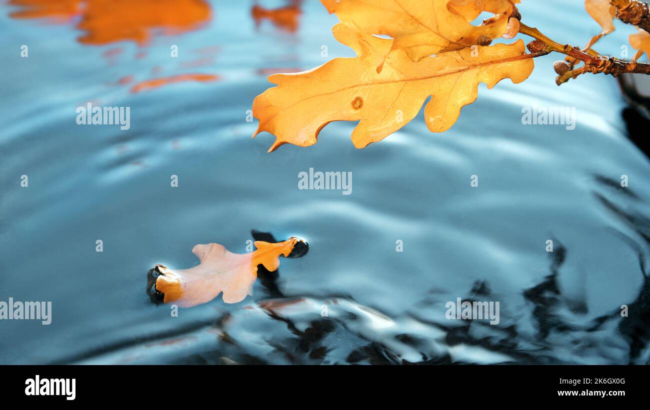 Foglie autunnali in acqua con pioggia, increspatura. Sfondo autunnale astratto, carta da parati turchese, giallo e arancione. Foto Stock