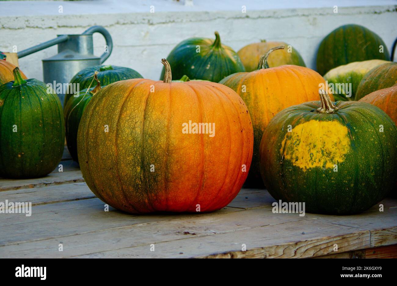 Zucche giganti per cibo e decorazione in autunno. Foto Stock