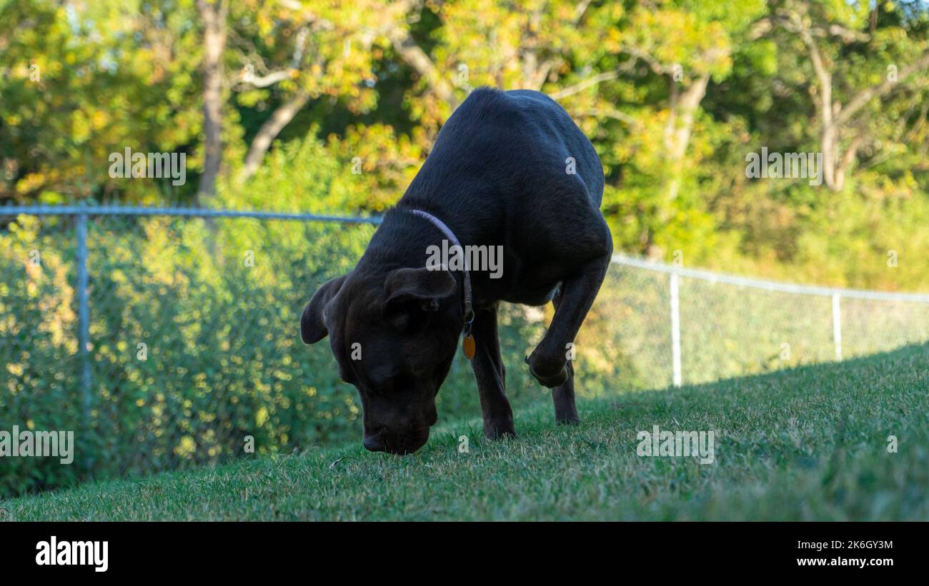 Un Labrador Retriever nero, Canis lupus familiaris a piedi su un prato Foto Stock