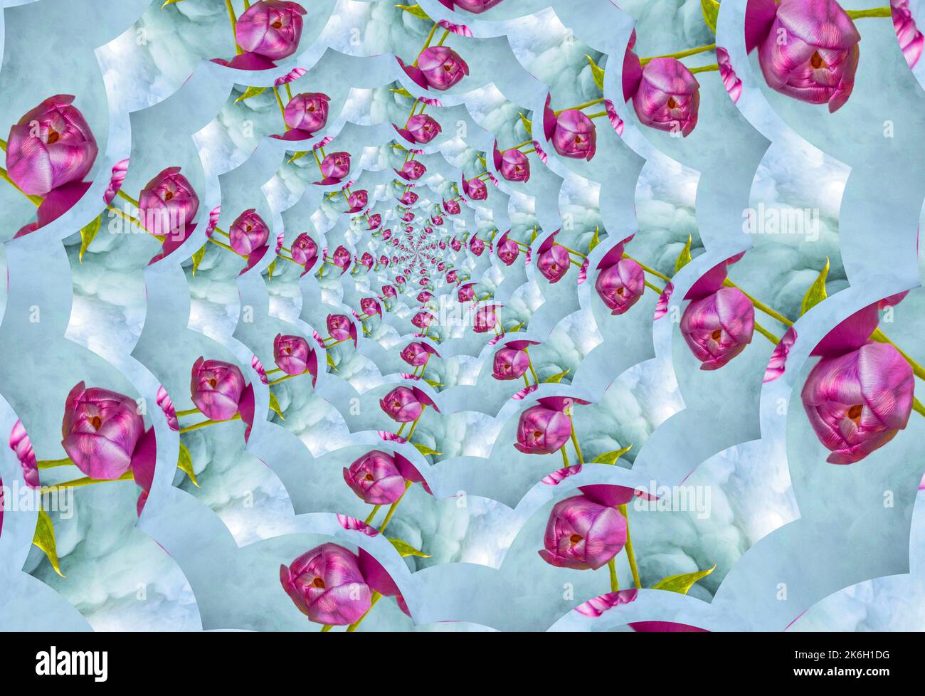 Una spirale frattale astratta di teste di fiori di tulipano rosso su un effetto tunnel blu grigio che gira verso un centro Foto Stock Una spirale frattale astratta di teste di fiori di tulipano rosso su un effetto tunnel blu grigio che gira verso un centro Foto Stock