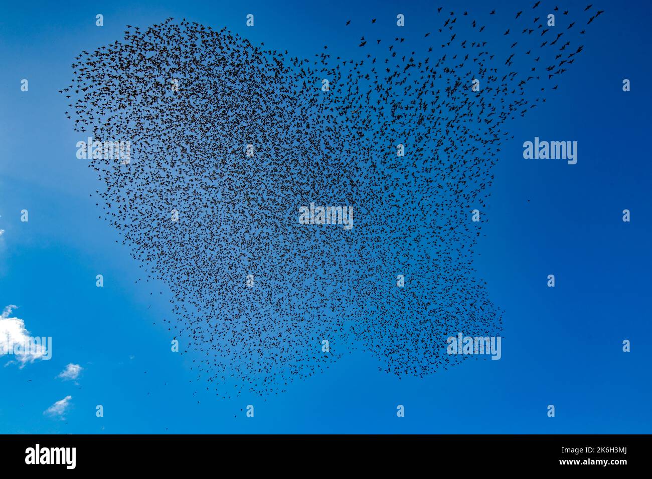 Murmurazione degli starlings comuni (Sturnus vulgaris) a Emmerlev, (comune di Höjer, Jylland sud-occidentale, Danimarca nel mese di settembre. Foto Stock