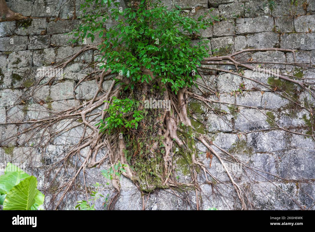 Primo piano di antiche radici di banyan che crescono sulle antiche mura della città Foto Stock