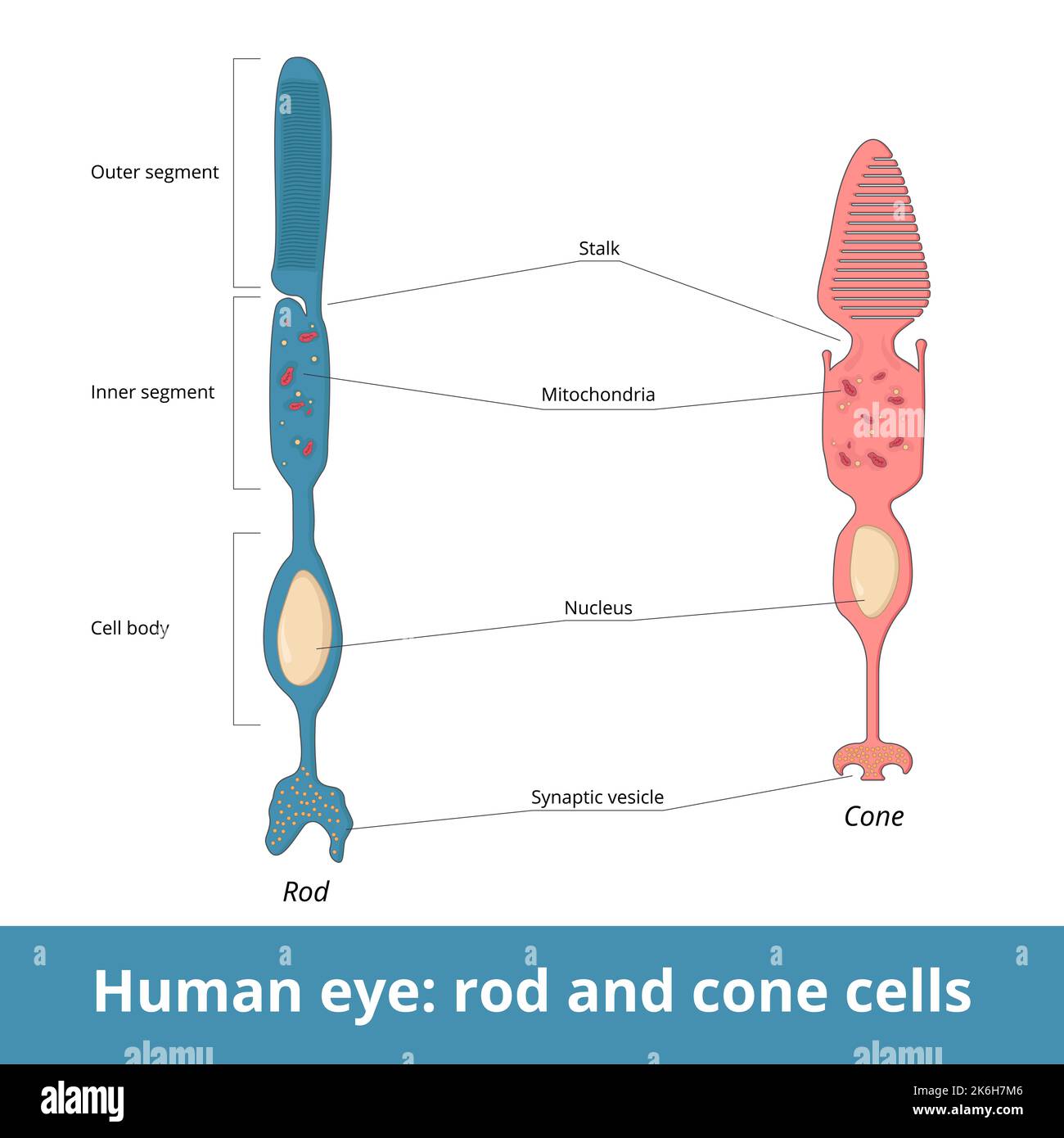 Occhio umano: Rode e cono. La struttura cellulare biologica comprende la differenziazione dei segmenti, il fusto, il nucleo, i mitocondri e le vescicole sinaptiche. Illustrazione Vettoriale