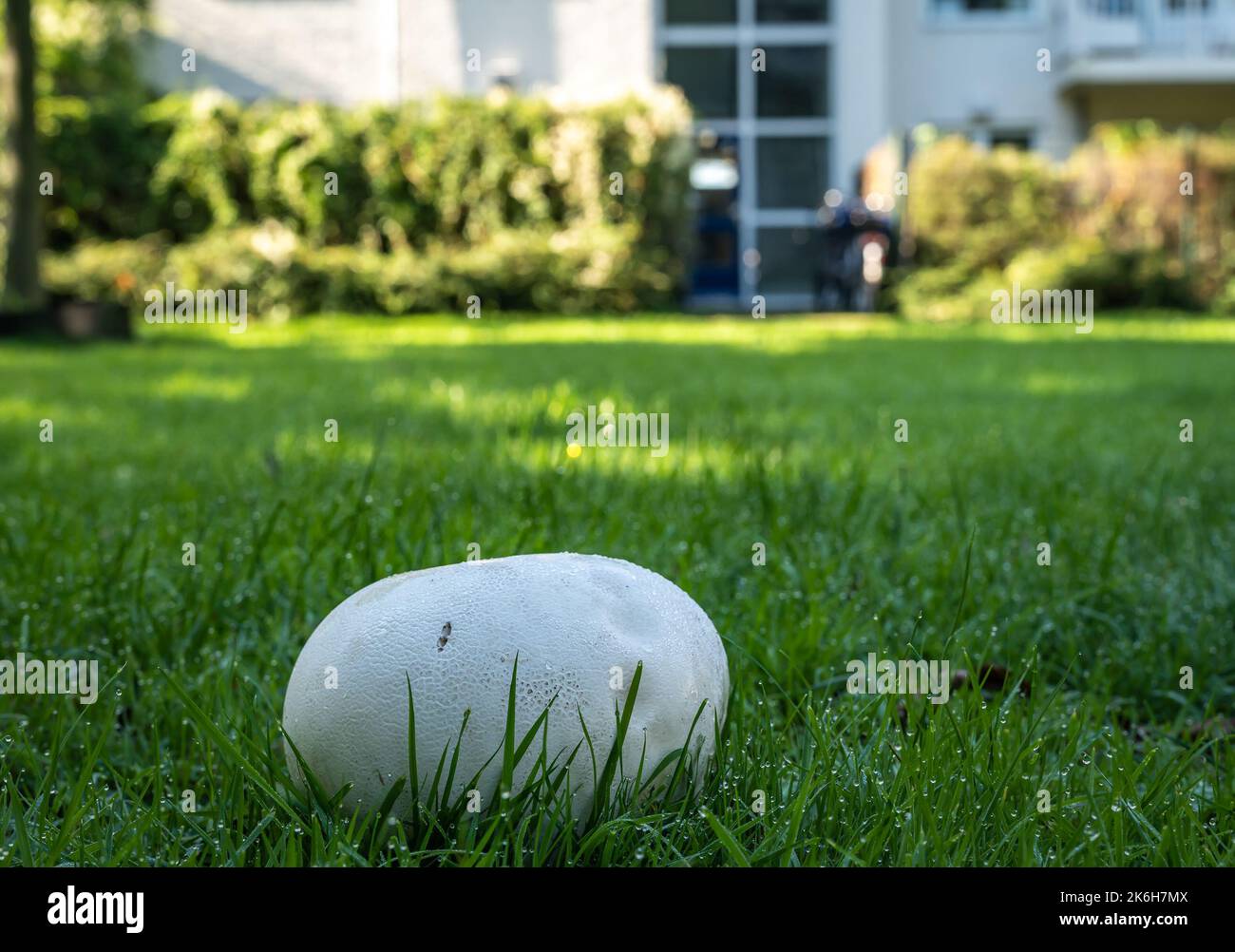 Calvatia gigantea, comunemente noto come il fungo gigante palla di soffio, che cresce di fronte all'edificio, fuoco selettivo Foto Stock