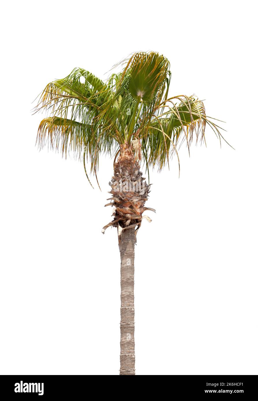 Albero di palma isolato su sfondo bianco, foto naturale Foto Stock