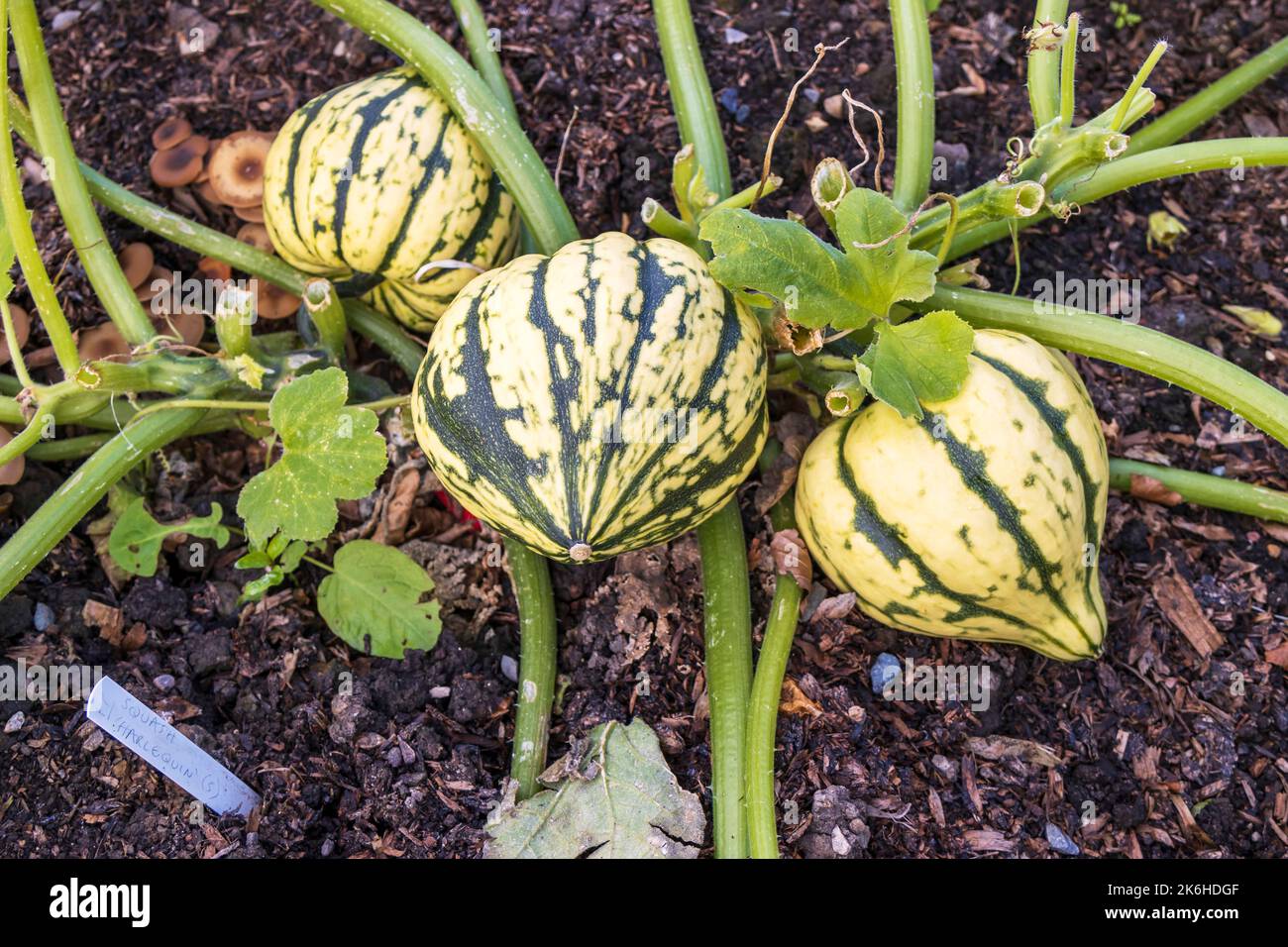 Squash stripy piccolo arlecchino che cresce in un giardino di potager. Foto Stock