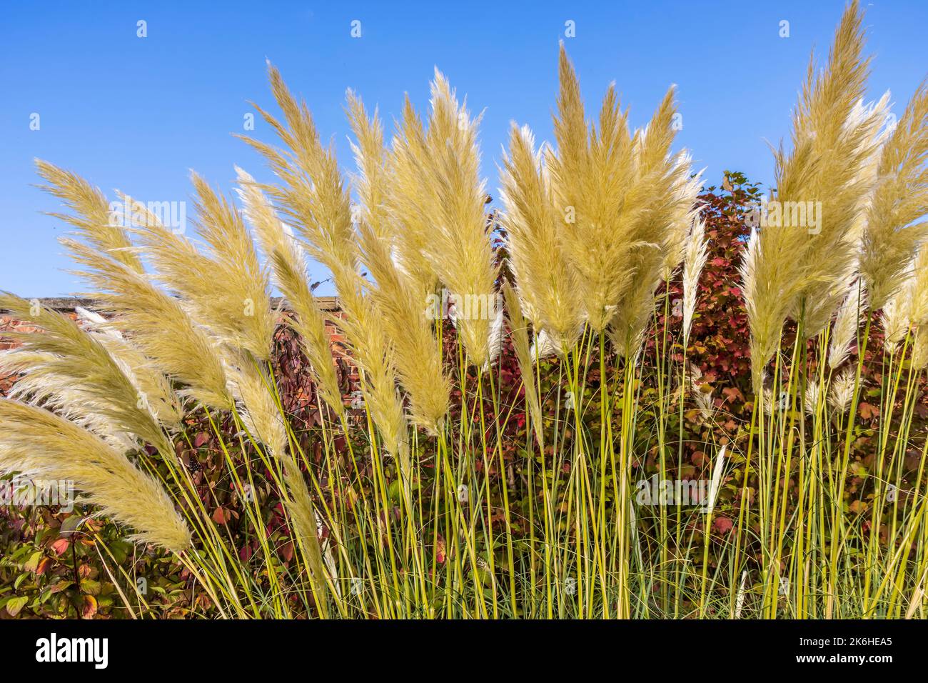 Cortaderia selloana o erba alta pampas, pianta fiorita della famiglia Poaceae. Foto Stock
