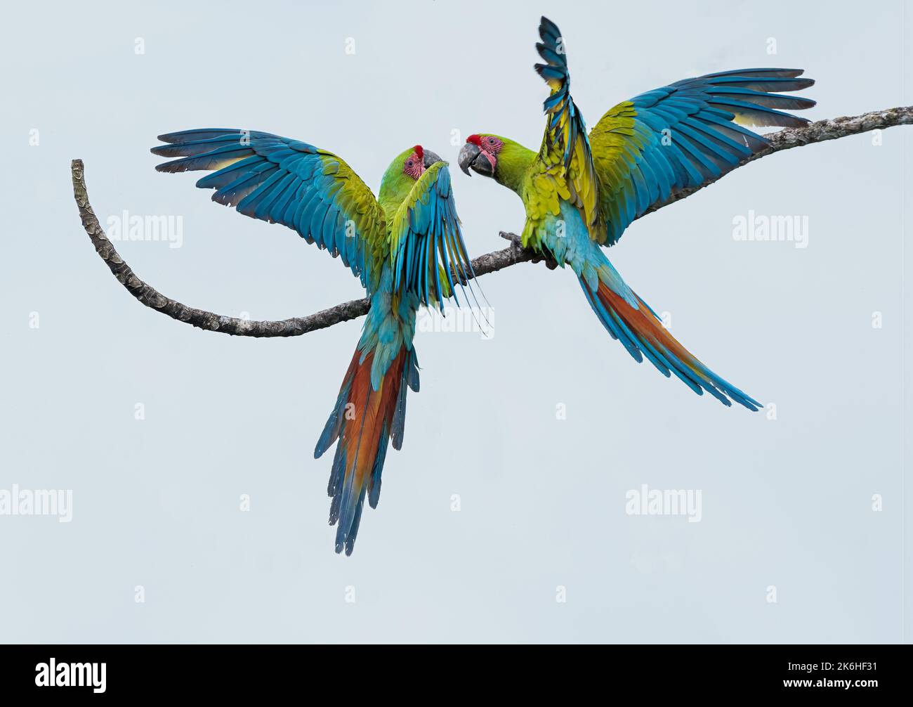 Un momento così incredibile per fotografare questi due grandi macaws verdi che giocano nella foresta pluviale del Costa Rica. Foto Stock