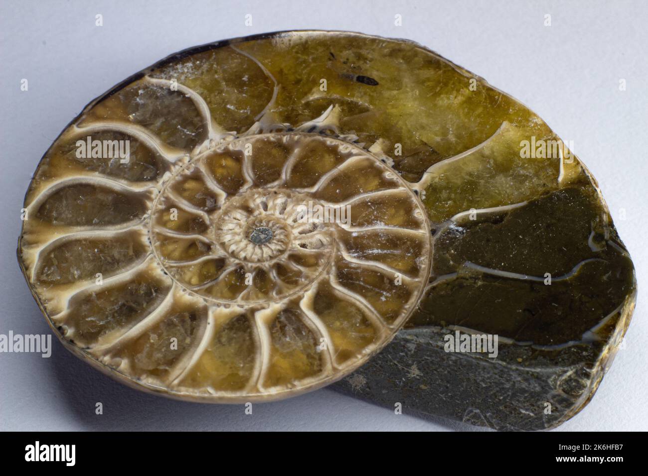 Ammonite opalizzata, ammolite su fondo bianco, macro, Foto Stock