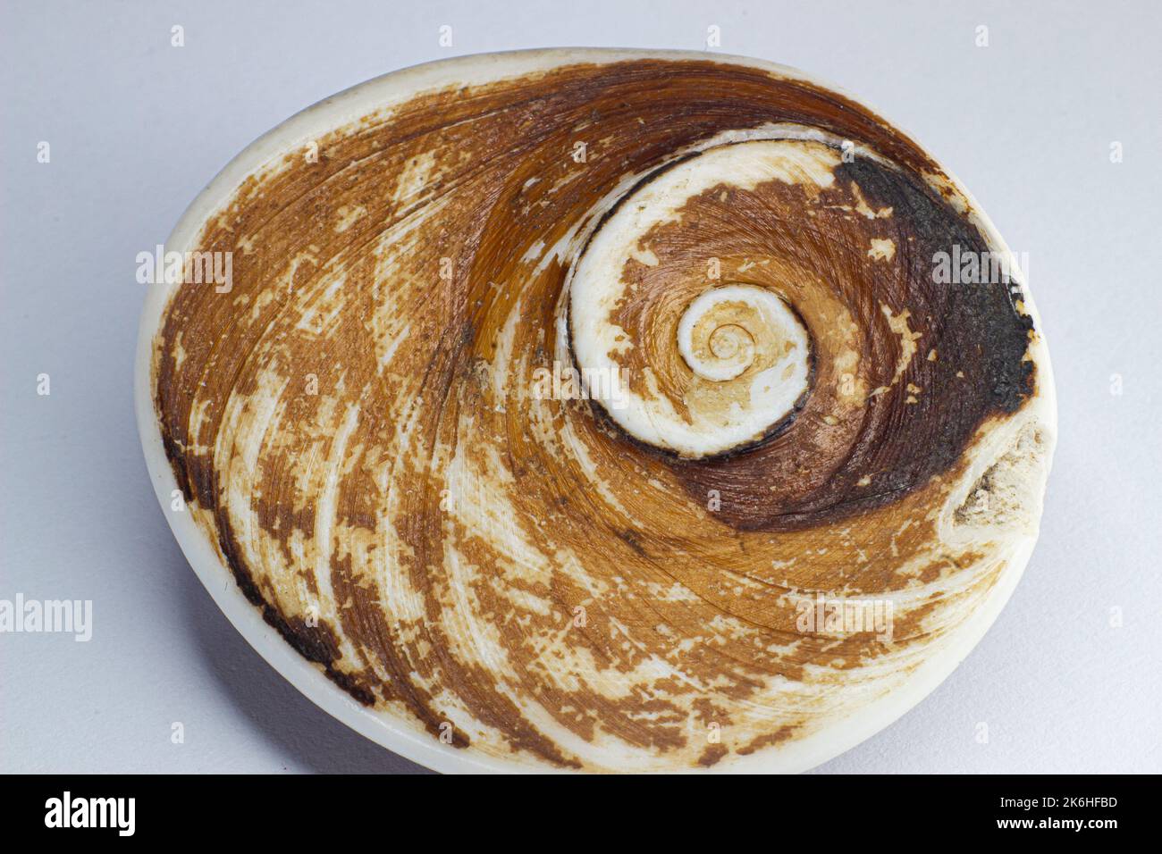 Guscio di lumaca fossilizzato, di colore arancione e nero. Immagine macro su superficie bianca Foto Stock