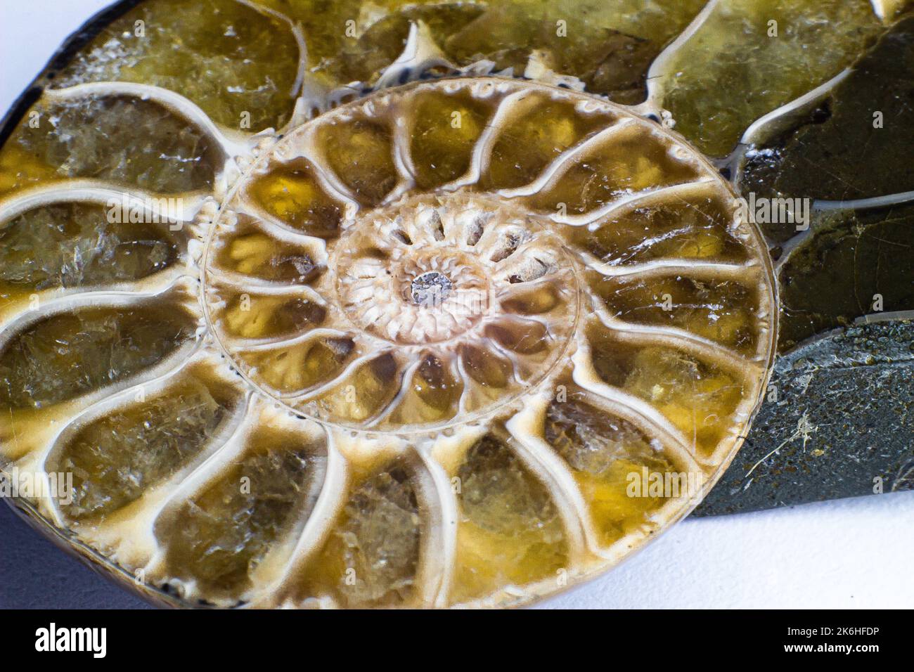 Ammonite opalizzata, ammolite su fondo bianco, macro, Foto Stock