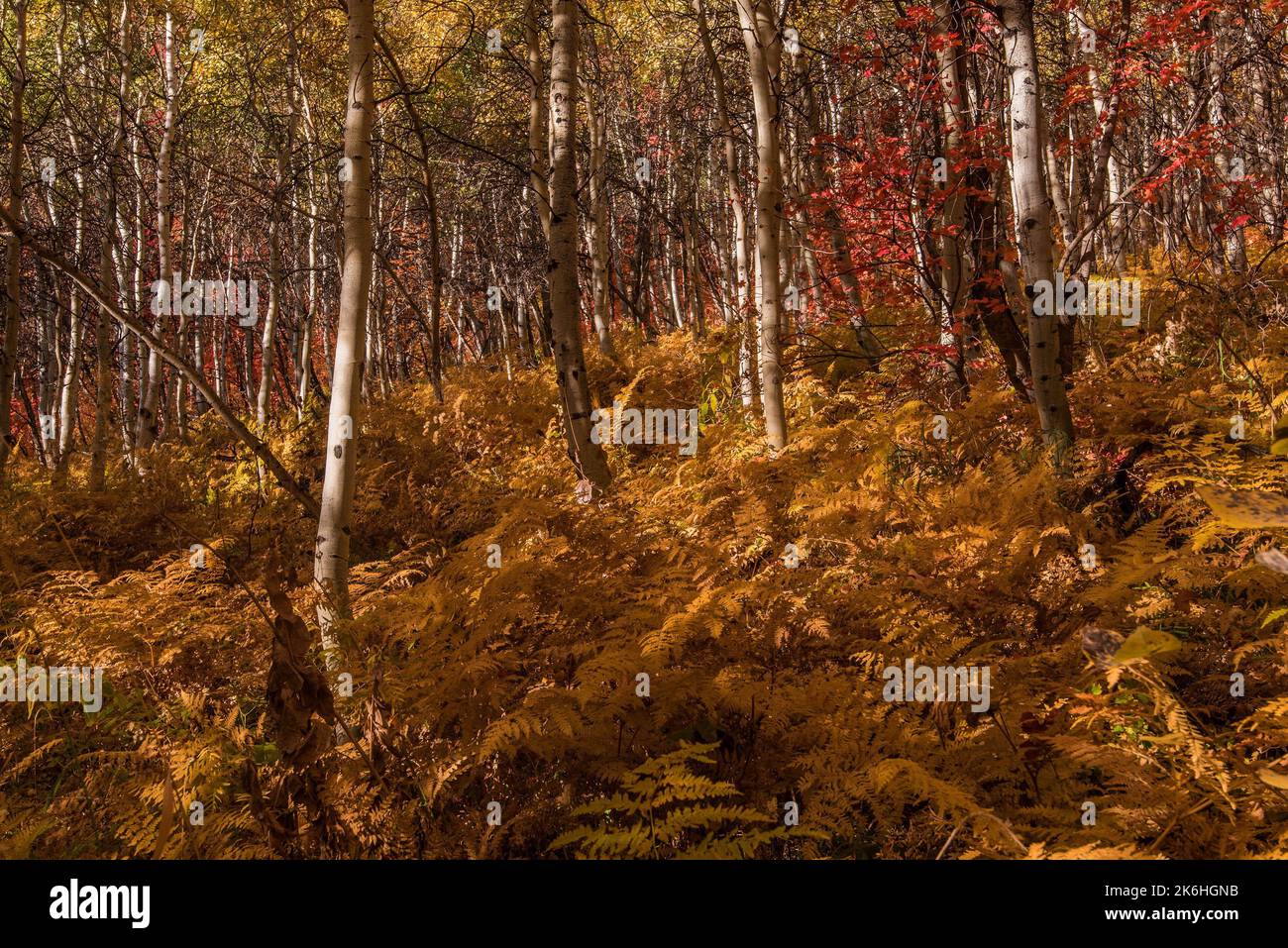 Magnifico scenario autunnale vicino alla stazione sciistica di Sundance, Utah, Stati Uniti. Vista dal sentiero Stewart Falls Trail. Foto Stock