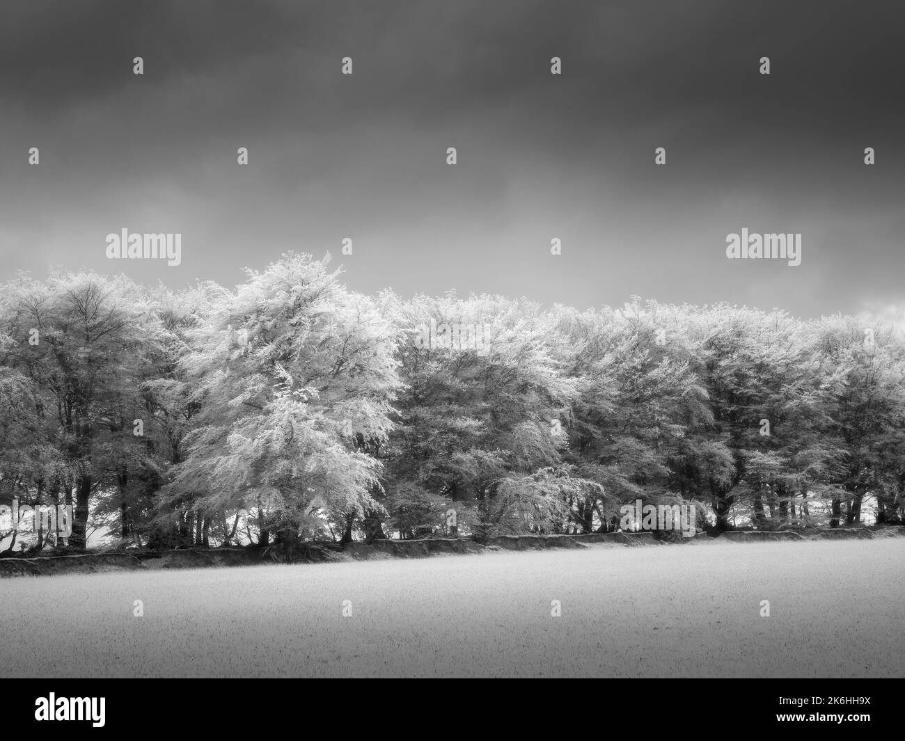 Immagine infrarossa in bianco e nero di una hedgebank di faggio sulle colline di Brendon nel Parco Nazionale di Exmoor, Somerset, Inghilterra. Foto Stock