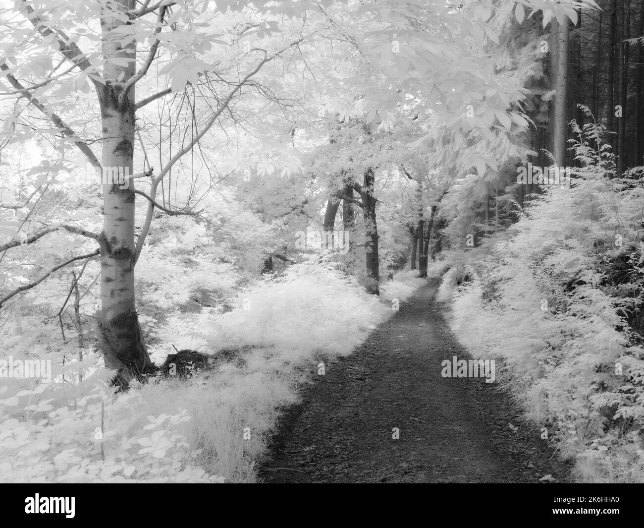 Un'immagine a infrarossi in bianco e nero di un percorso attraverso il bosco nel Dunster Park ai margini del Parco Nazionale Exmoor, Somerset, Inghilterra. Foto Stock