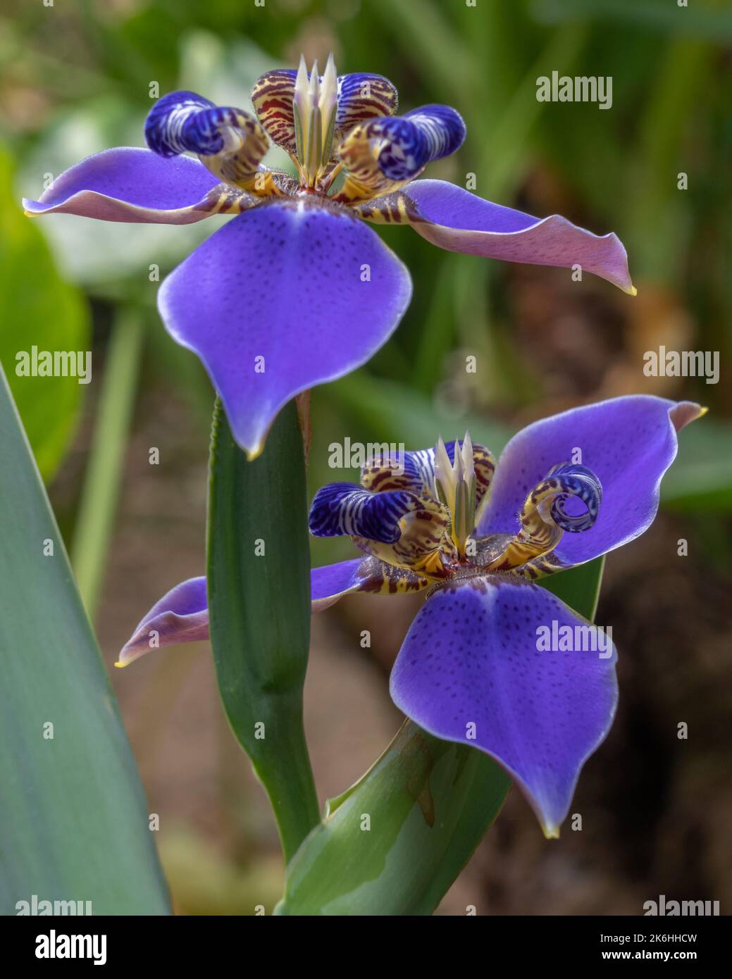 Primo piano di bella blu luminoso camminare iris neomarica caverulea fiori fiorire all'aperto in giardino con sfondo naturale Foto Stock