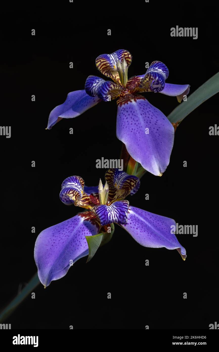 Blu chiaro viola neomarica caverulea - aka camminare iride o apostolo iride - fiori fiorire su una foglia, isolato all'aperto su sfondo nero Foto Stock