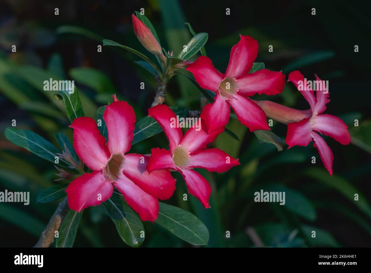 Vista in primo piano dei colorati fiori bianchi rossi e rosa di adenium obesum, aka deserto, è rosa all'aperto su sfondo naturale Foto Stock