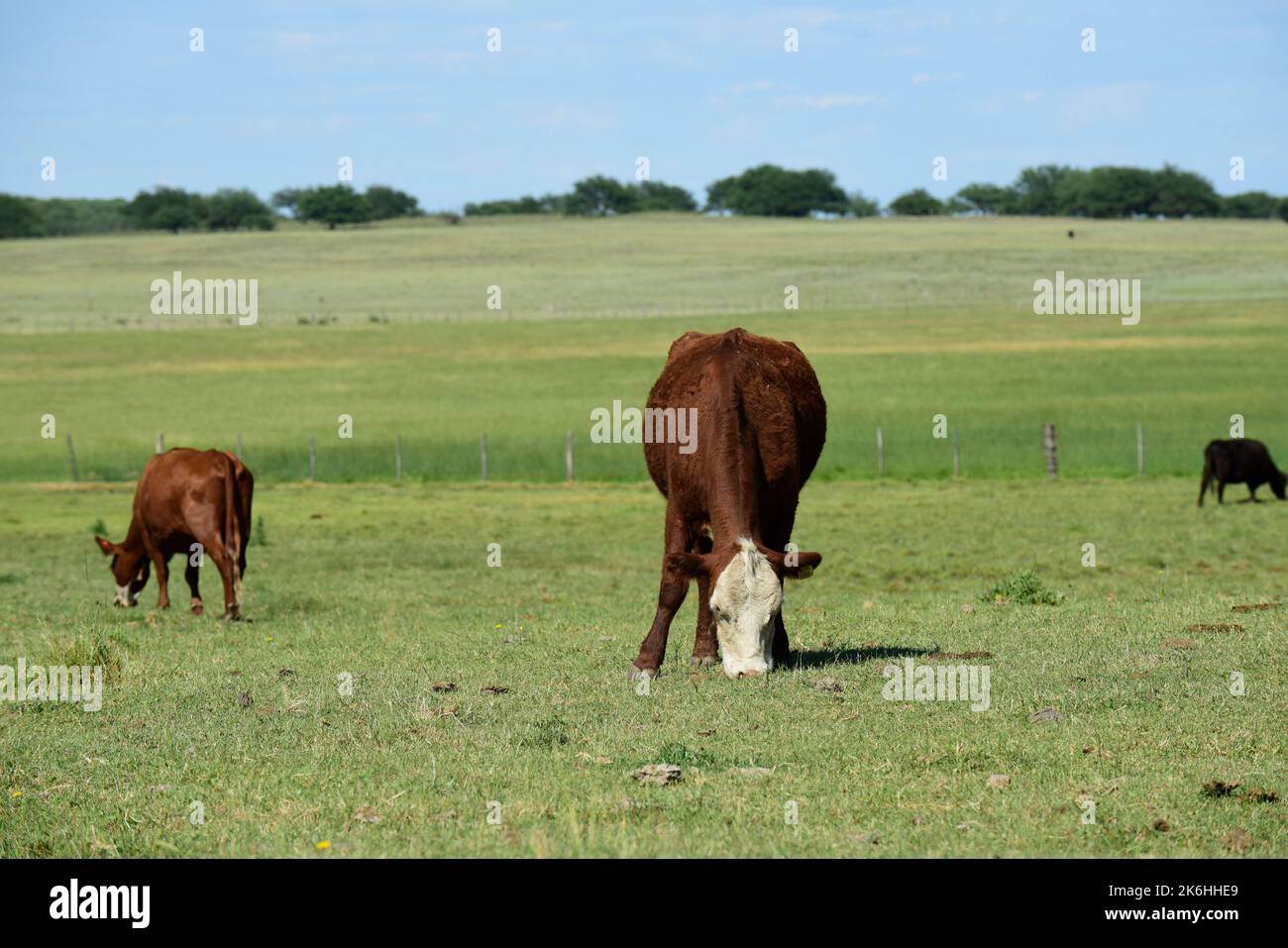 Mucche allevate con pascoli naturali, produzione di carne nella campagna argentina, provincia la Pampa, Argentina. Foto Stock