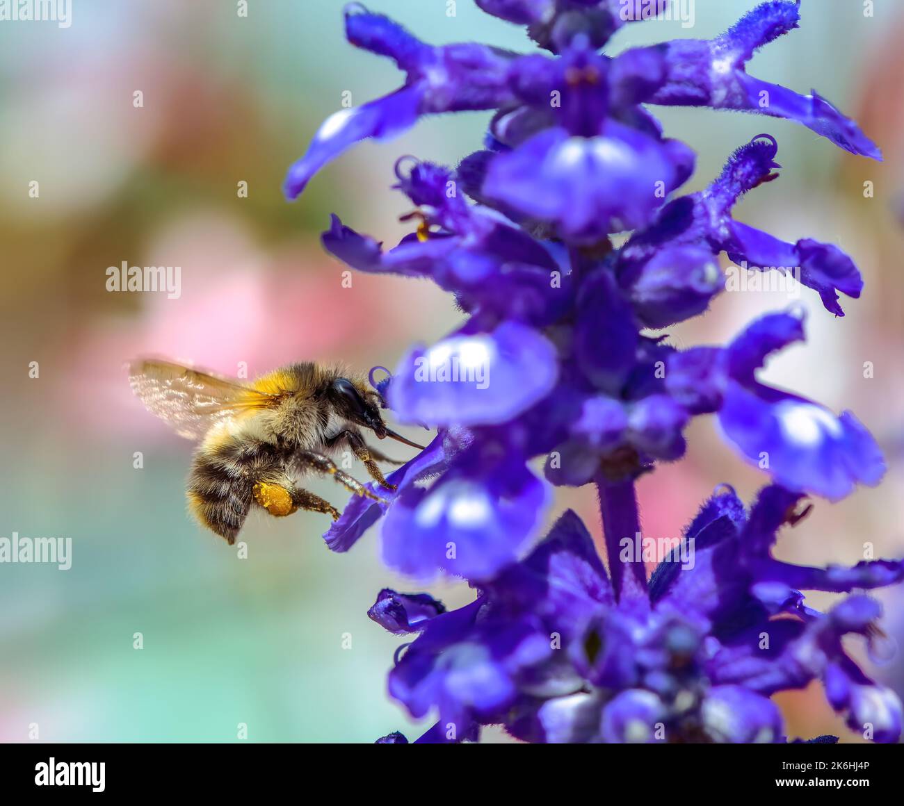 Macro di un'ape comune del carder che vola ad una fioritura viola del fiore della salvia Foto Stock