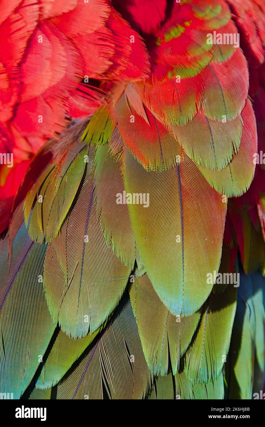 Particolare delle coperte dell'ala superiore verde delle piume di Un Macaw rosso e verde, Ara chloropterus Foto Stock