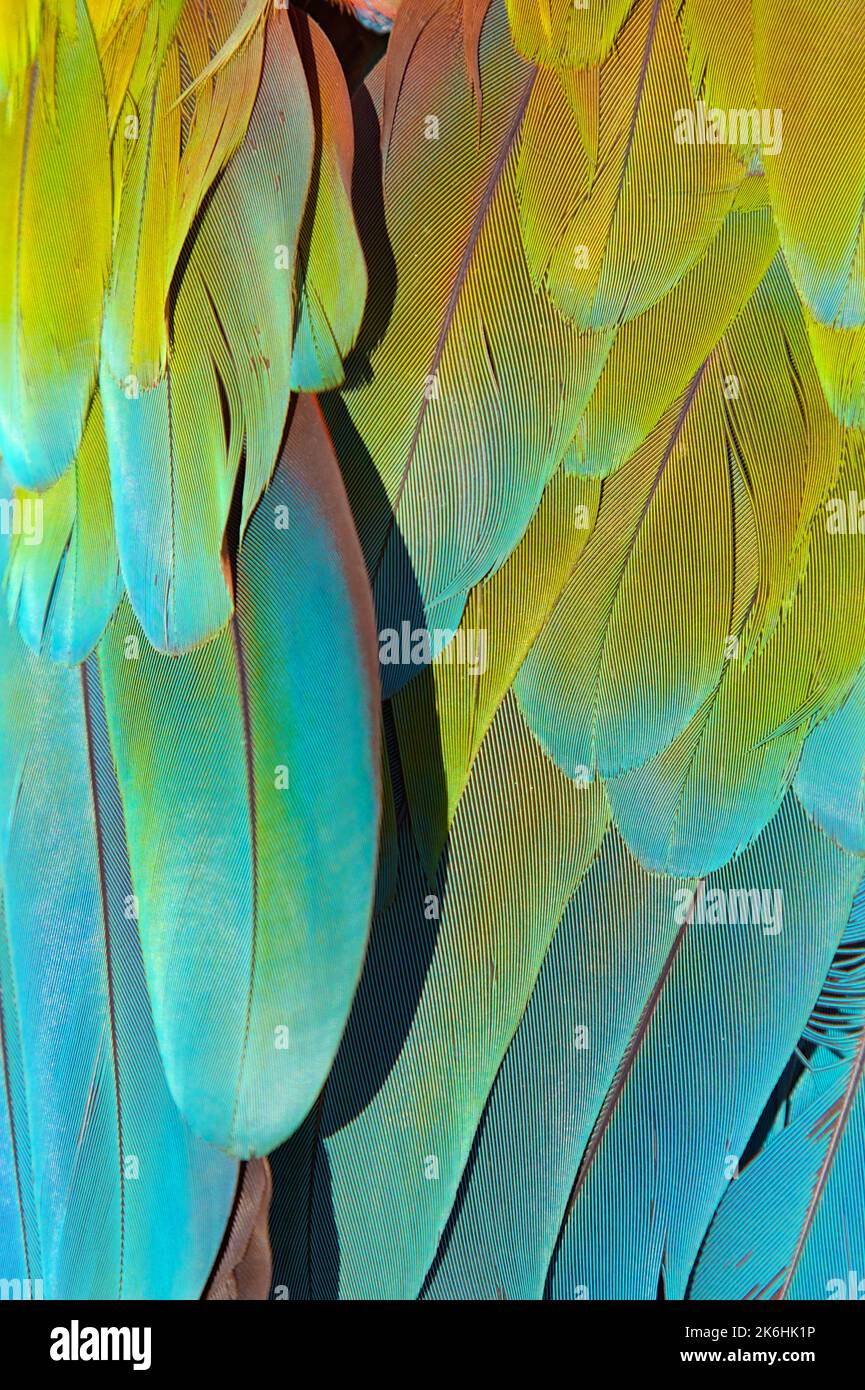 Particolare delle piume Copertine dell'ala inferiore Verde Blu di Un Macaw Rosso e Verde, Ara chloropterus Foto Stock