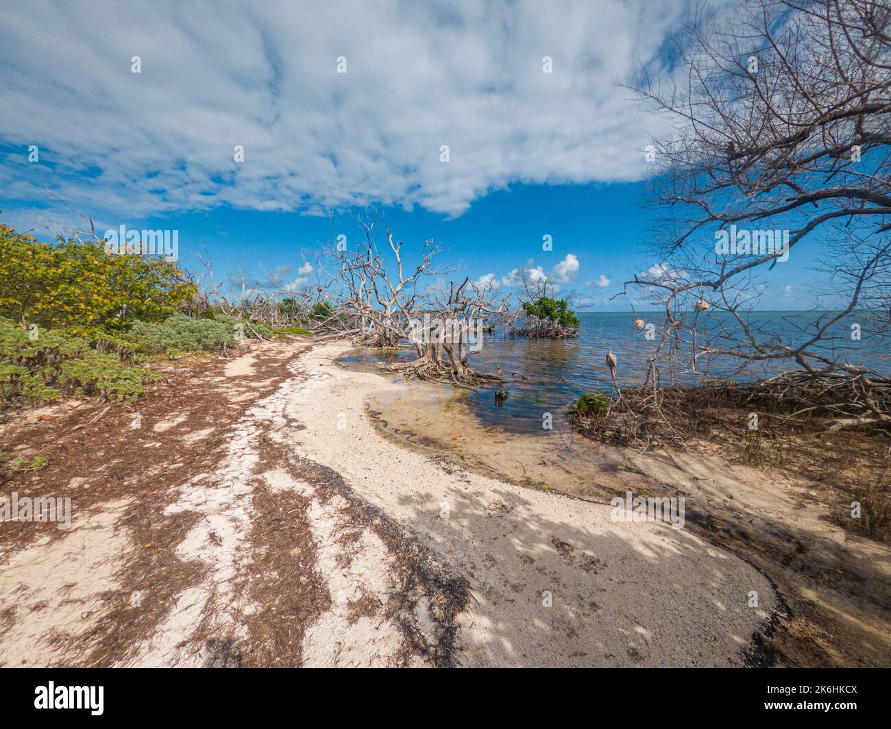 Alberi morti di mangrovie, Key Largo, Florida Keys, USA Foto Stock