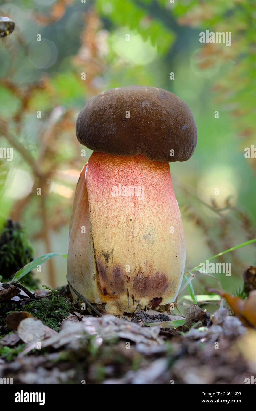 Scarletina Bolete immatura, Neoboletus praestigiator, New Forest UK Foto Stock