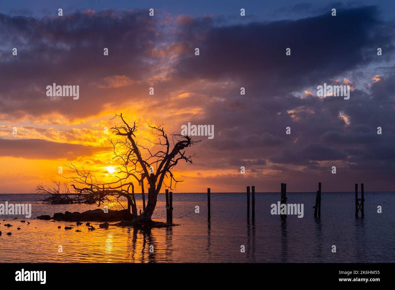 Albero di mangrovie morto e molo abbandonato rotto con l'alba, Florida Keys, Florida USA Foto Stock