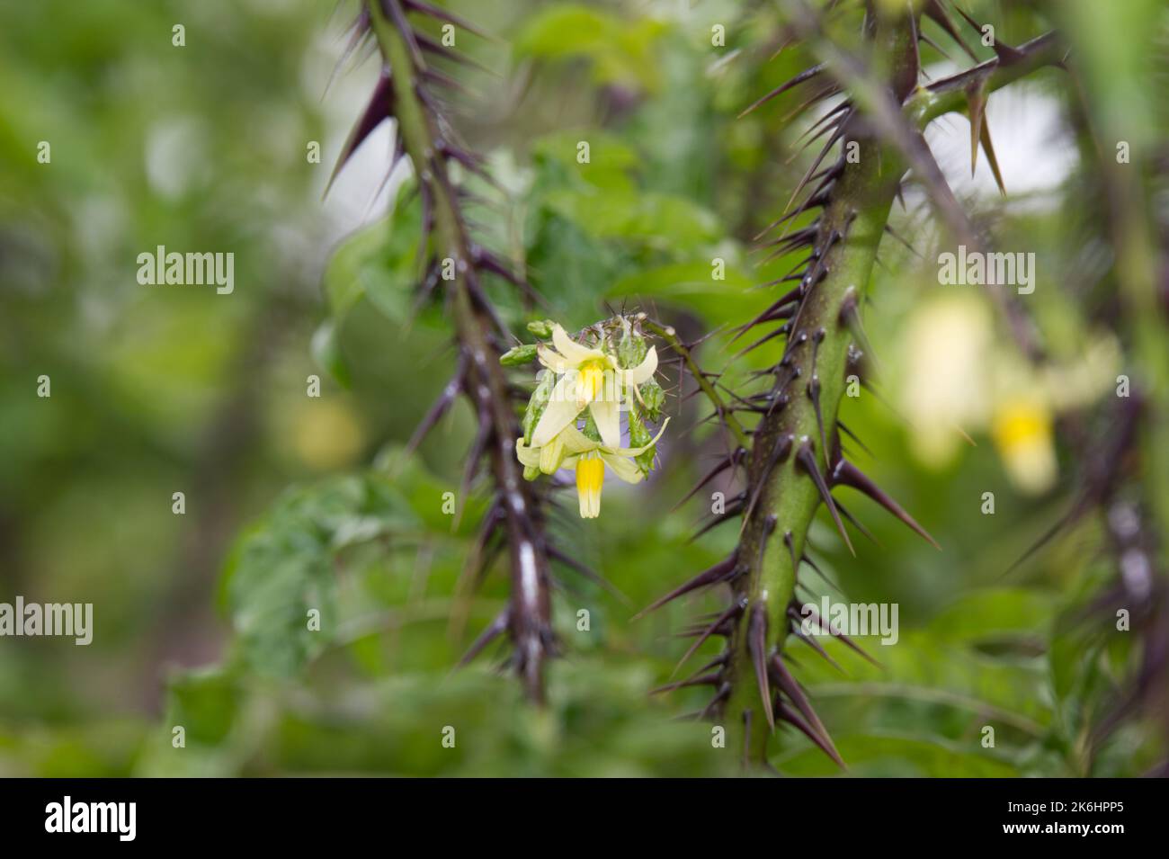 Fiori estivi se spinoso, pianta architettonica Solanum atropurpurem perenne dal Brasile nel giardino del Regno Unito luglio Foto Stock