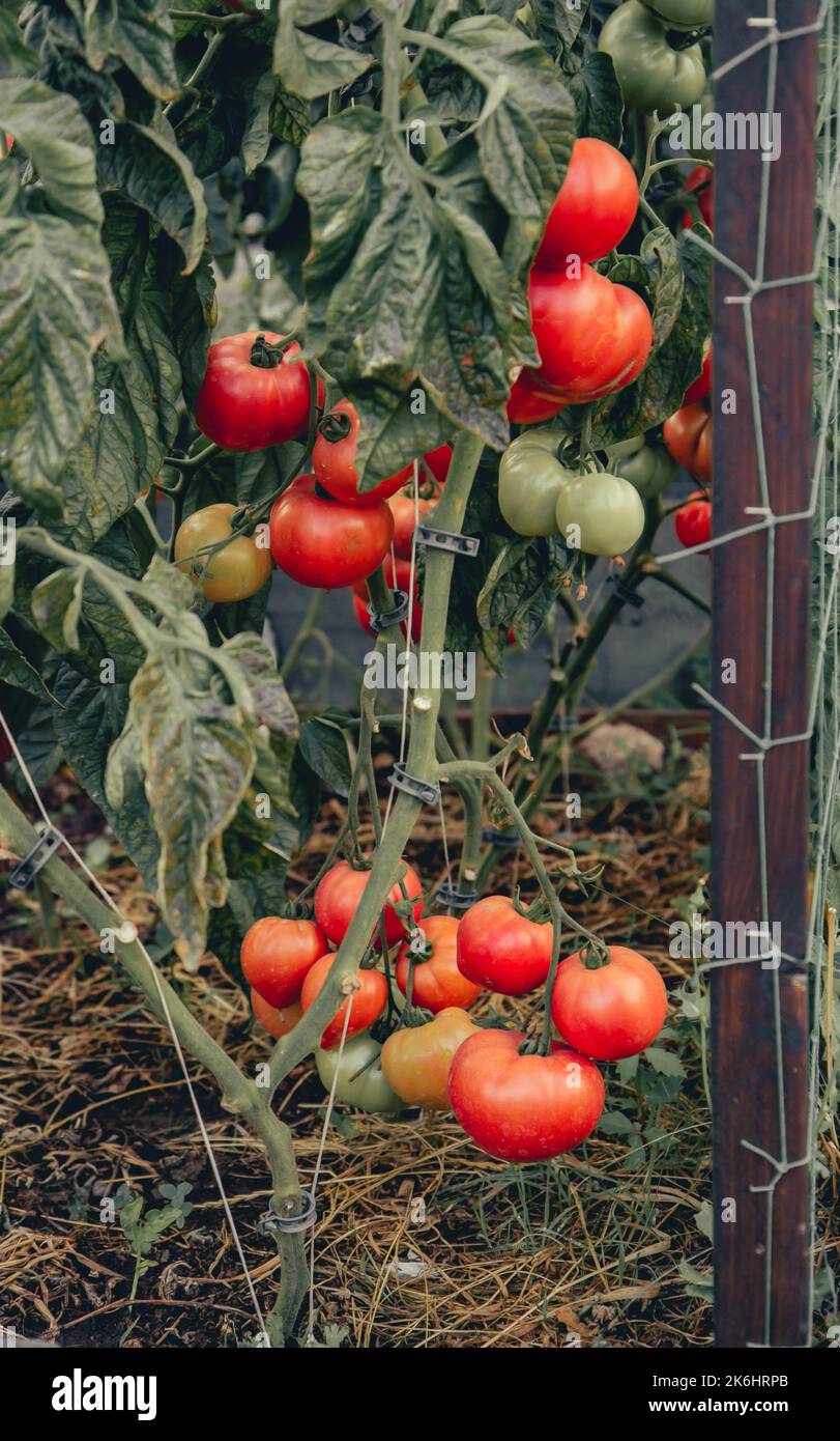 primo piano di deliziosi e vibranti pomodori rossi maturi e succosi che crescono nel piccolo giardino di casa Foto Stock