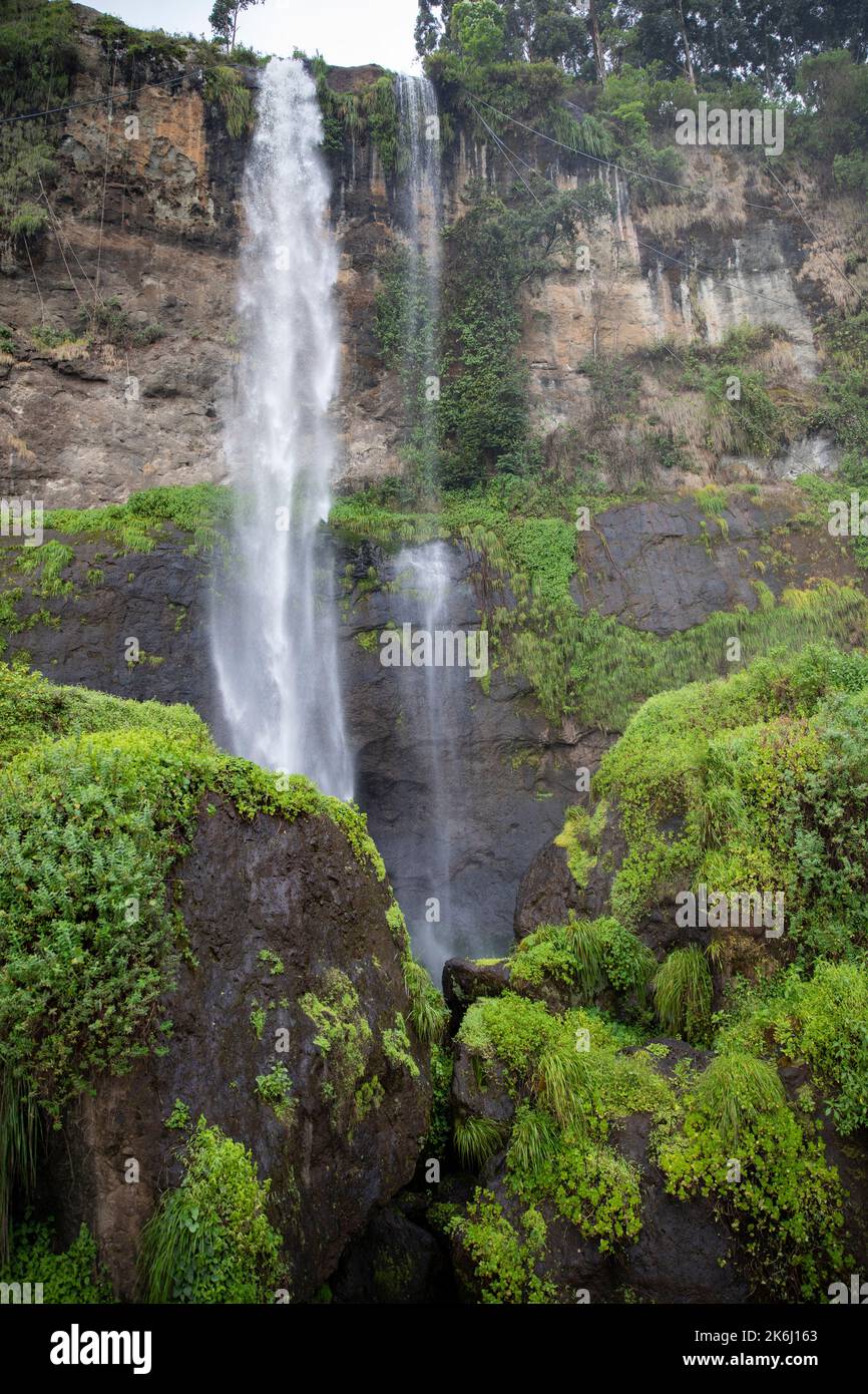 Vegetazione lussureggiante intorno a una cascata sul Monte Elgon, Uganda, Africa orientale Foto Stock