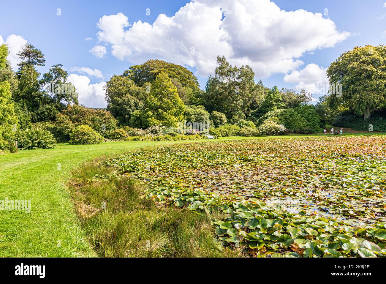 Lillies in The Round Pond presso i Giardini di Castle Kennedy vicino a Stranraer, Dumfries & Galloway, Scozia UK Foto Stock