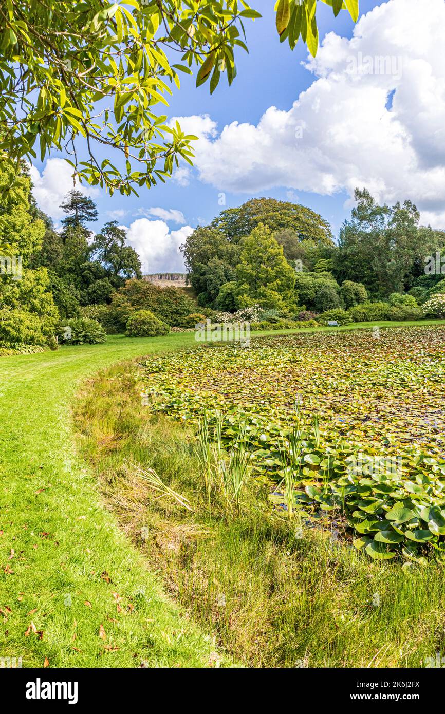 Water Lillies in the Round Pond at Castle Kennedy Gardens near Stranraer, Dumfries & Galloway, Scotland UK Foto Stock