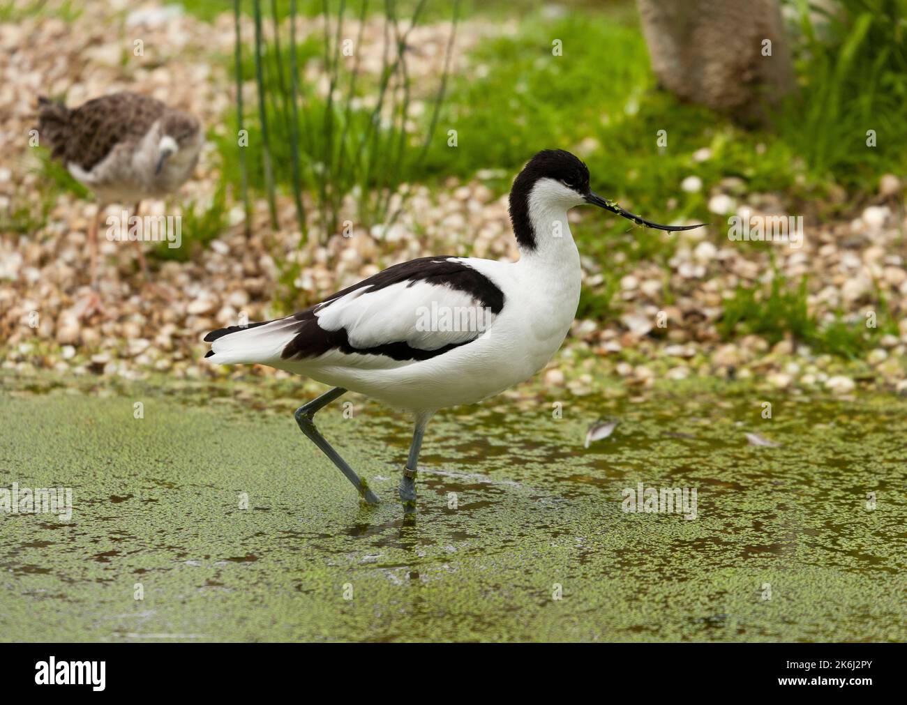 Avoceto di guado Foto Stock Avoceto di guado Foto Stock