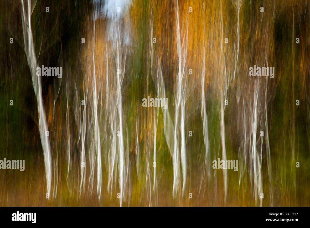 ARTE FOTOGRAFICA: Alberi di betulla d'argento nelle Attenlohfilze (Moor) vicino Bad Toelz, Oberbayern, Germania. (ICM-Fotografia di Edmund Nagele FRP) Foto Stock