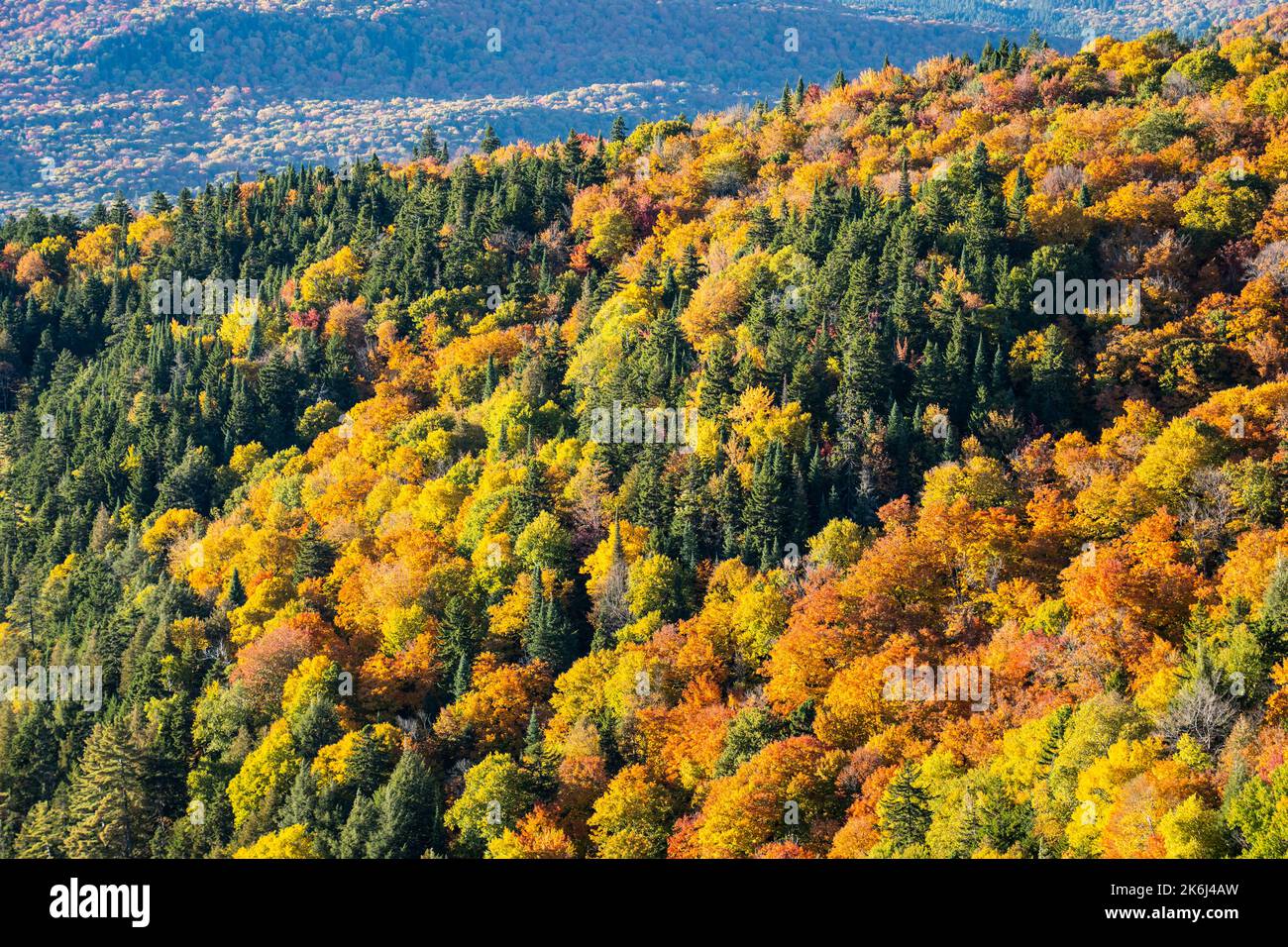 Bella foresta con colorate Foglie di autunno nel parco nazionale Foto Stock