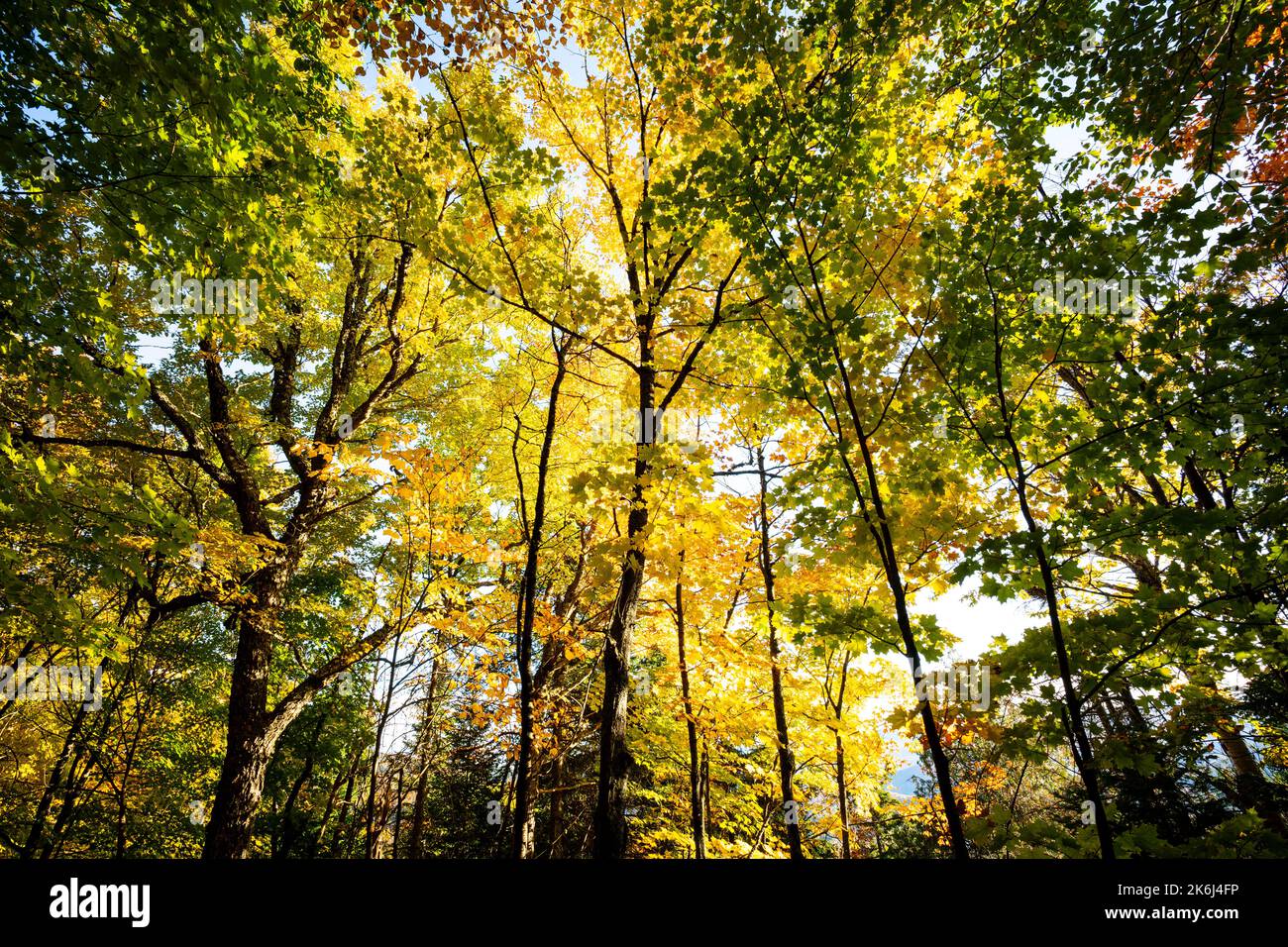 Bella foresta con colorate Foglie di autunno nel parco nazionale Foto Stock