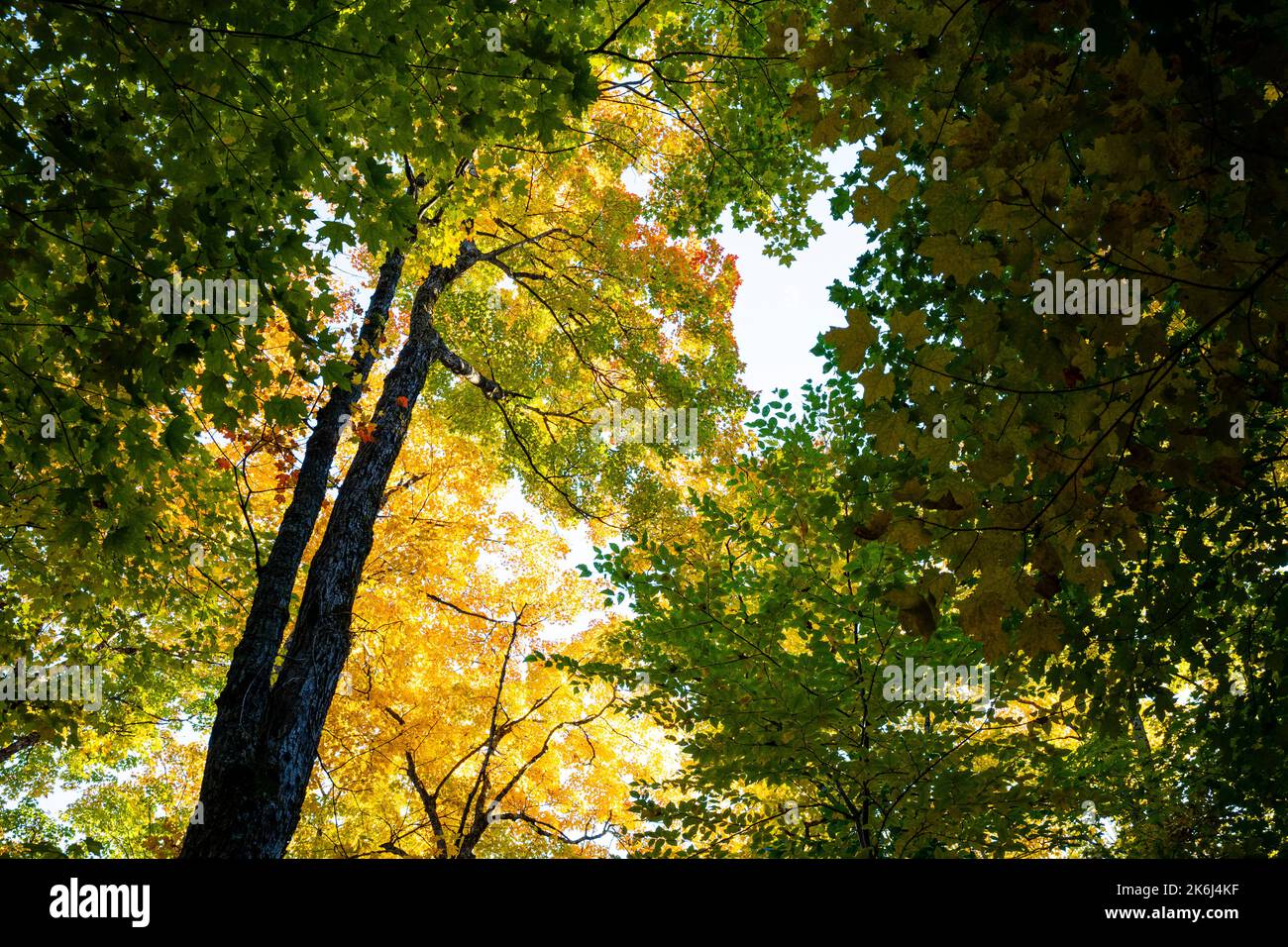 Bella foresta con colorate Foglie di autunno nel parco nazionale Foto Stock