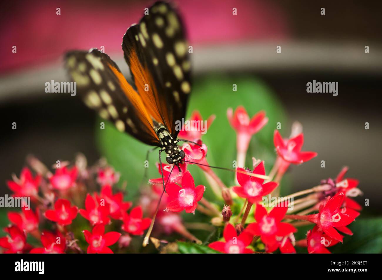 Vista frontale rialzata di una singola farfalla del genere Golden Hecale (lat: Heconius hecale) con focalizzazione sulla testa arroccata su un fiore contro una sfocatura. Foto Stock