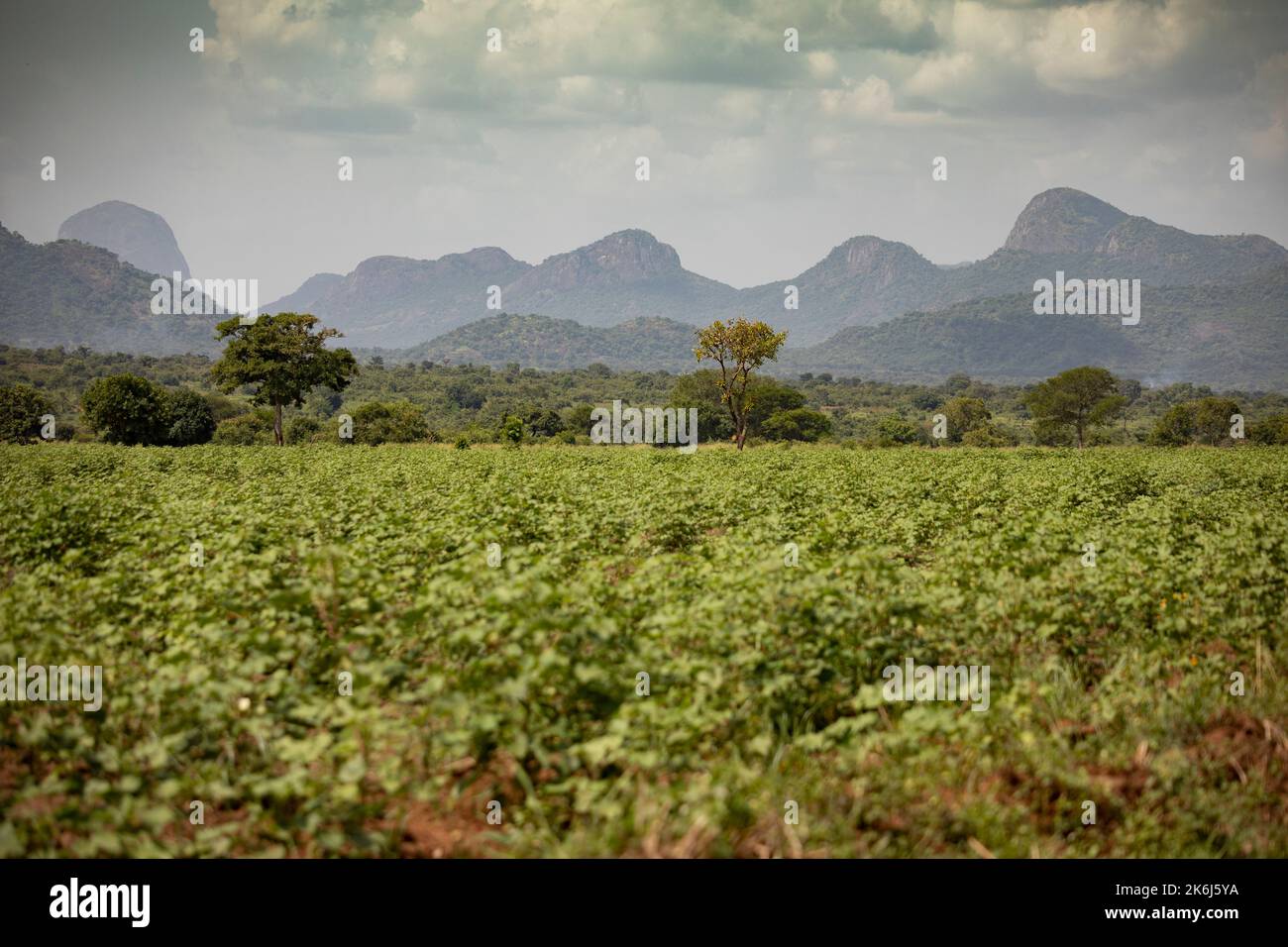 Campi di cotone sotto le colline del distretto di Abim, Uganda, Africa orientale. Foto Stock